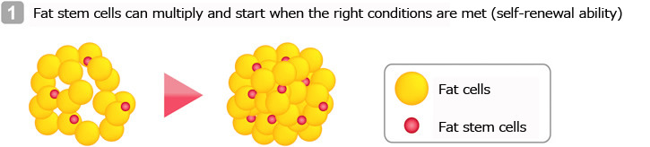 Fat stem cells can multiply and start when the right conditions are met (self-renewal ability)