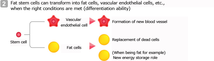 Fat stem cells can transform into fat cells, vascular endothelial cells, etc., when the right conditions are met (differentiation ability)