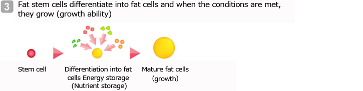 Fat stem cells differentiate into fat cells and when the conditions are met, they grow (growth ability)