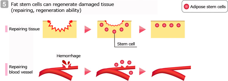 Fat stem cells can regenerate damaged tissue (repairing, regeneration ability)