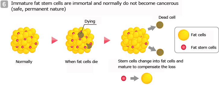 Immature fat stem cells are immortal and normally do not become cancerous (safe, permanent nature)