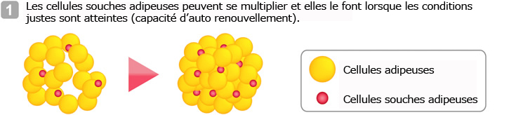 Les cellules souches adipeuses peuvent se multiplier et elles le font lorsque les conditions justes sont atteintes (capacité d’auto renouvellement).