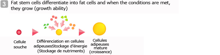 Fat stem cells differentiate into fat cells and when the conditions are met, they grow (growth ability)