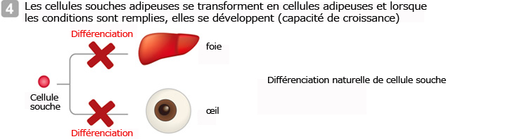 Les cellules souches adipeuses se transforment en cellules adipeuses et lorsque les conditions sont remplies, elles se développent (capacité de croissance)