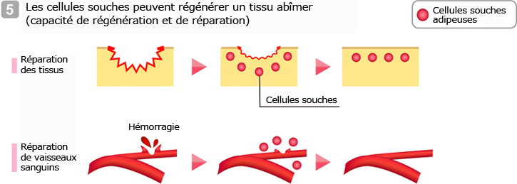 Les cellules souches peuvent régénérer un tissu abîmer (capacité de régénération et de réparation)