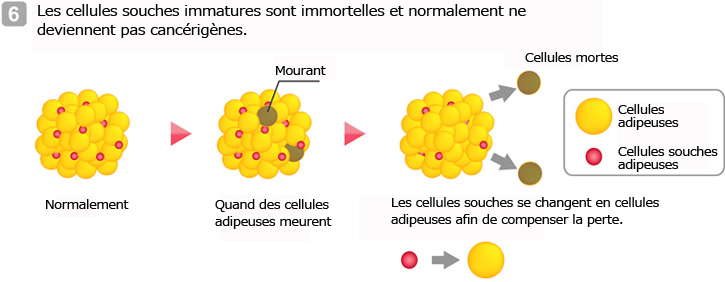 Les cellules souches immatures sont immortelles et normalement ne deviennent pas cancérigènes.